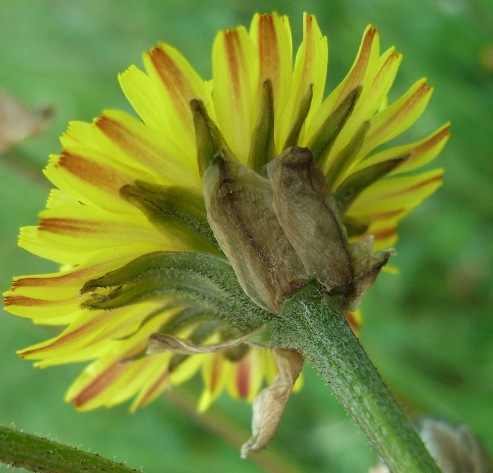 Crepis vesicaria / Radicchiella vescicosa